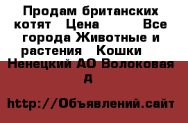 Продам британских котят › Цена ­ 500 - Все города Животные и растения » Кошки   . Ненецкий АО,Волоковая д.